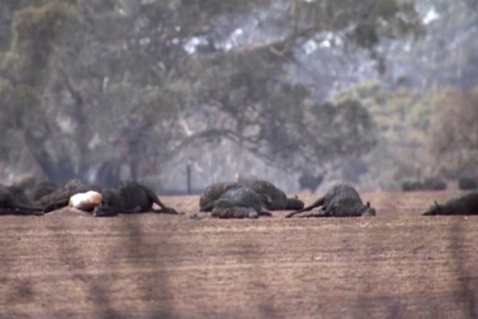 Australia Wildfires
