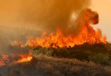 Πυρκαγιά σε δασική έκταση της Καρύστου Ευβοίας Εύβοια