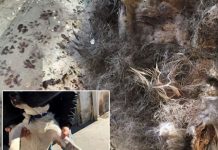Αλλοδαποί σούβλιζαν σκυλιά – Κολαστήριο ζώων στο Περιστέρι (Εικόνες σοκ)