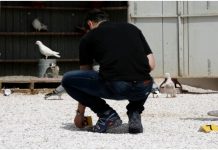 Περιστέρι