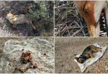 Σοκ! Ασυνείδητος σκότωσε δεκάδες σκυλιά και αλεπούδες με φόλες στο Νότιο Υμηττό (Εικόνες)