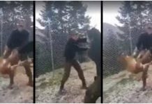 Αναγνωρίστηκαν οι οπλίτες που κακοποίησαν το σκυλί – Φιλοζωικό σωματείο θα το περιθάλψει Σκυλί