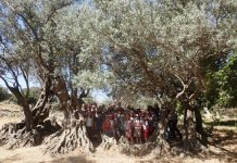 Ζωντανό μνημείο! Στη Νάξο η αρχαιότερη ελιά στον κόσμο! Είναι τουλάχιστον 5000 ετών (Βίντεο)
