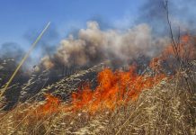Πυρκαγιά σε δασική έκταση στην περιοχή Βατήσι Καρύστου