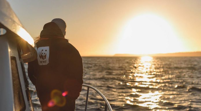 WWF: «Η Μεσόγειος σε καθεστώς υψηλού κινδύνου – Μόνο το 6% προστατεύεται»