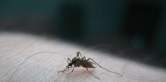 ΚΕΕΛΠΝΟ: Έντεκα κρούσματα του ιού του Δυτικού Νείλου καταγράφονται στην Κεντρική Μακεδονία