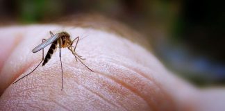 ΚΕΕΛΠΝΟ: “Βρισκόμαστε στην κορύφωση -Από τον ιό του Δυτικού Νείλου μολύνθηκαν 133 άτομα”