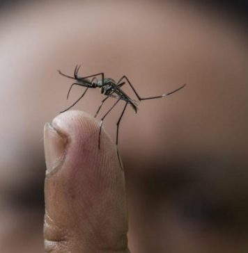 Τρεις οι θάνατοι και 60 τα κρούσματα της λοίμωξης από τον ιό του Δυτικού Νείλου