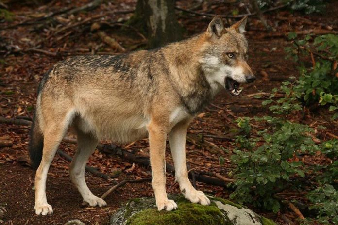 wolf