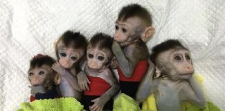 Κινέζοι επιστήμονες κλωνοποίησαν γενετικά τροποποιημένες μαϊμούδες