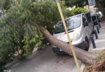 Αγία Βαρβάρα: Τεράστιο πεύκο καταπλάκωσε αυτοκίνητο – Κινδύνευσαν μαθητές (Εικόνες)