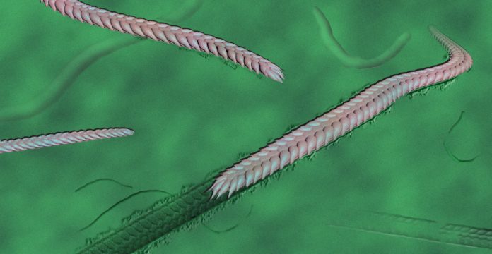 Yilingia-spiciformis-artist-impression-1.image-jpeg
