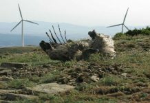 Μαυρόγυπας και Κραυγαετός βρέθηκαν νεκρά από έλικες ανεμογεννητριών