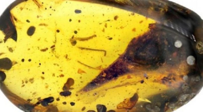 Ανακαλύφθηκε σε κεχριμπάρι το κρανίο του μικρότερου δεινόσαυρου που έχει βρεθεί ποτέ