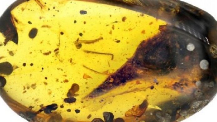 mikroterosdeinosayrospigilidaxing-chinauniversityofgeosciences-1280x720