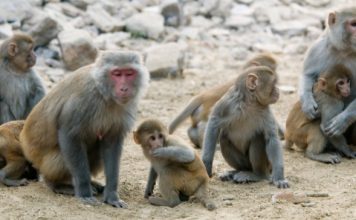 Κίνα: Ενα εμβόλιο κατά του κορωνοϊού αποτελεσματικό σε πιθήκους