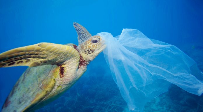 Ευρωπαϊκή συμμαχία για την αντιμετώπιση της ρύπανσης στη Μεσόγειο (Βίντεο)