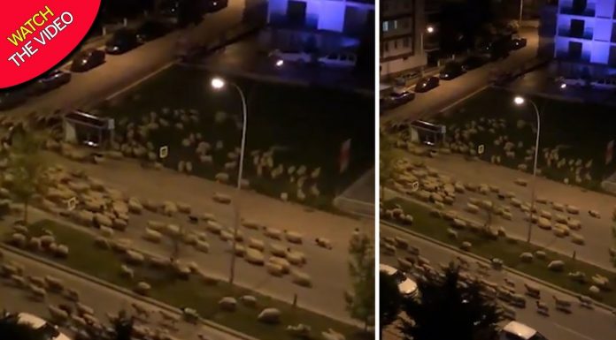 Tουρκία: Κοπάδι προβάτων “εισέβαλε” σε έρημη πόλη