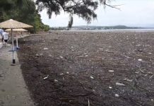 Βοιωτία: Γέμισε φίδια και νεκρά ζώα από την Εύβοια η παραλία στο Δήλεσι