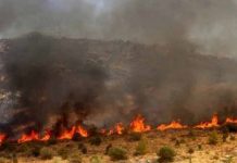 Στάχτη πάνω από 50 στρέμματα δασικής έκτασης στο Γούμερο Ηλείας