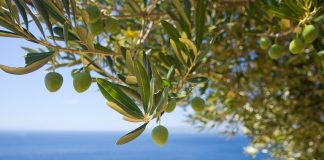 Δασόκτημα με 60.000 αγριελιές στη Βόλβη μοναδικό στη Μεσόγειο