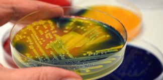 ΕΟΔΥ: Απαντήσεις για τον μύκητα Candida auris στα νοσοκομεία