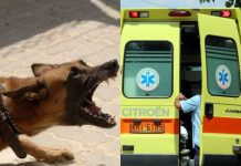 Σκύλος δάγκωσε παιδί στην Ρόδο: Συνελήφθη ο ιδιοκτήτης του