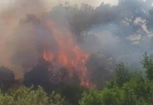 Συνεχίζεται η μάχη με τις φλόγες στο Εθνικό Πάρκο της Δαδιάς