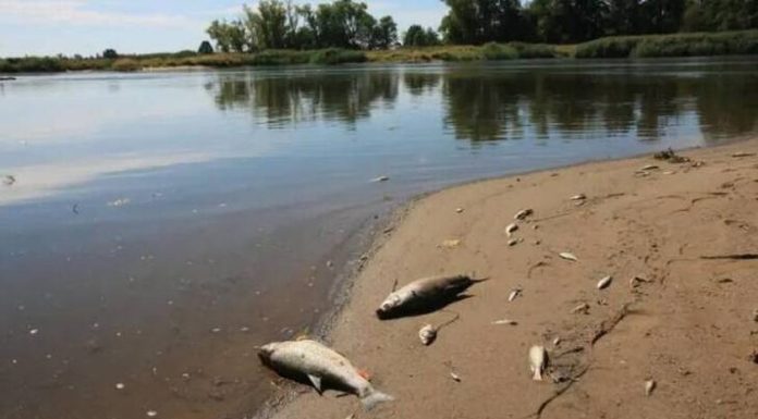 Γερμανία: Φόβοι για μεγάλη περιβαλλοντική καταστροφή στον ποταμό Όντερ