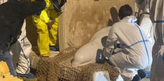 Γαλλία: Πέθανε η φάλαινα που είχε εγκλωβιστεί στον Σηκουάνα