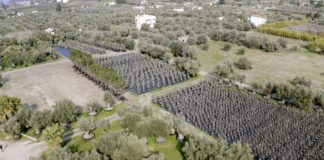 LAMDA Development: Γιγαντιαία επιχείρηση μεταφύτευσης 3.000 δένδρων στο Ελληνικό
