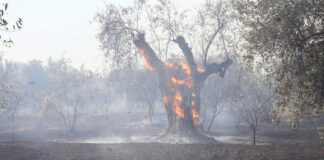 «Κλείδωσαν» οι αποζημιώσεις του ΕΛΓΑ για τις πυρκαγιές