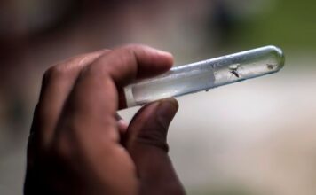 ΕΟΔΥ: Αυξημένος κίνδυνος Δάγκειου πυρετού σε ταξιδιώτες στο εξωτερικό – Μέτρα πρόληψης