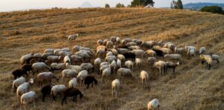 Ευρεία συντονιστική σύσκεψη στη Λάρισα για τα κρούσματα πανώλης σε αιγοπρόβατα