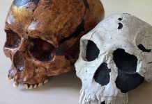 Νέα μελέτη αμφισβητεί μακροχρόνιες υποθέσεις για την εξέλιξη του ανθρώπινου κρανίου