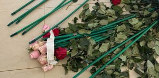 ΑΑΔΕ: Κύκλωμα έκρυβε 84 κιλά κοκαΐνης μέσα σε τριαντάφυλλα
